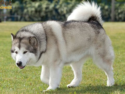 Chó alaska trưởng thành có thể đạt kích thước và cân nặng bao nhiêu?