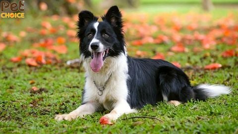 Chó Border Collie và Shih Tzu có rụng lông không?