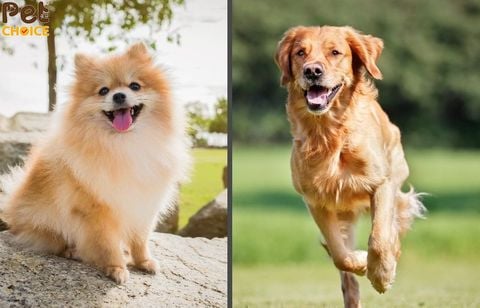 Chó Golden và chó Pomeranian có rụng lông không?