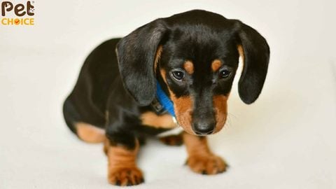 Chó lạp xưởng con giá bao nhiêu? Giá bán chó dachshund mới nhất