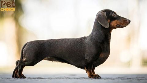Chó lạp xưởng dachshund: dòng chó xúc xích thân dài ngộ nghĩnh