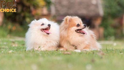 Chó phốc sóc có rụng lông không?