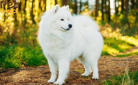 Chó samoyed có rụng lông không?