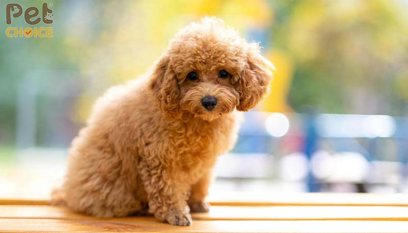 Cách chữa viêm tai cho chó poodle – petchoice
