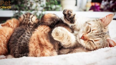 Thời gian mèo đẻ bao lâu thì triệt sản được?