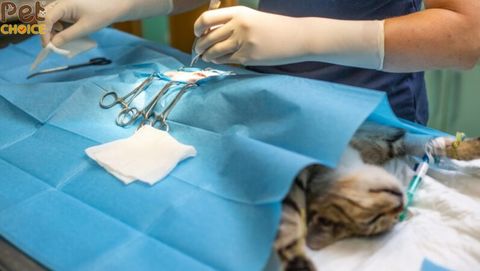 Mèo gào đực bao lâu thì triệt sản được? Giải đáp về triệt sản mèo cái từ A - Z