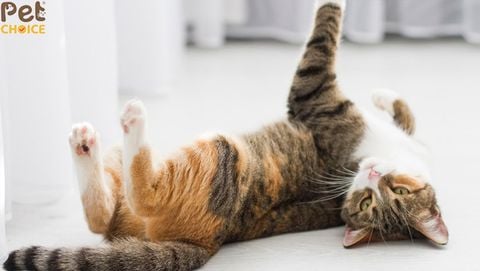 Nuôi mèo mấy tháng thì động đực? Chu kỳ và mùa động dục của mèo