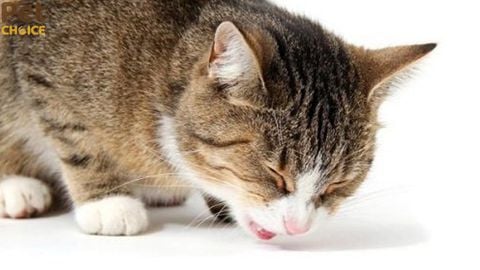 Mèo nôn ra máu: những cảnh báo nguy hiểm cần thăm khám và điều trị