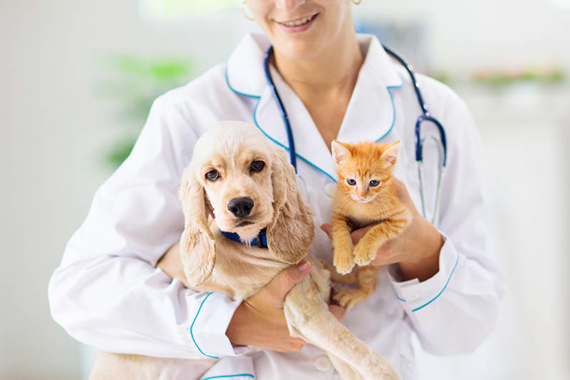 Chăm Sóc Sức Khỏe Thú Cưng