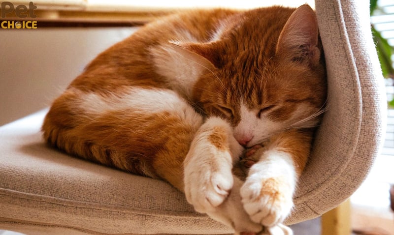 Mèo tạo dáng “không đỡ nổi”