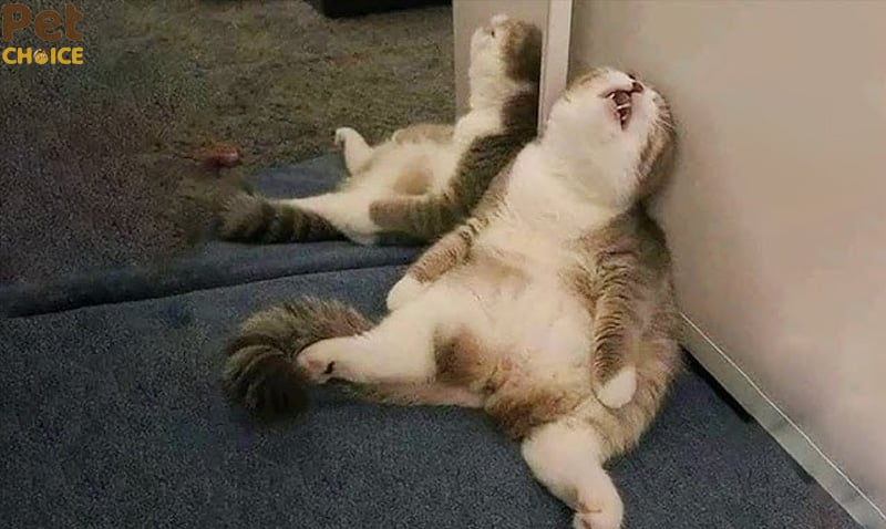 Mèo tạo dáng “không đỡ nổi”