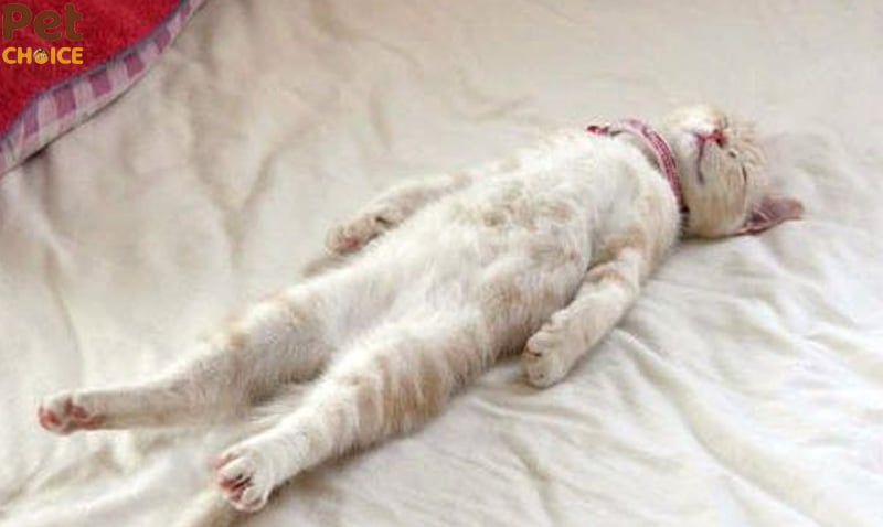 Mèo tạo dáng “không đỡ nổi”