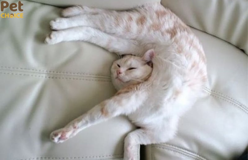 Mèo tạo dáng “không đỡ nổi”