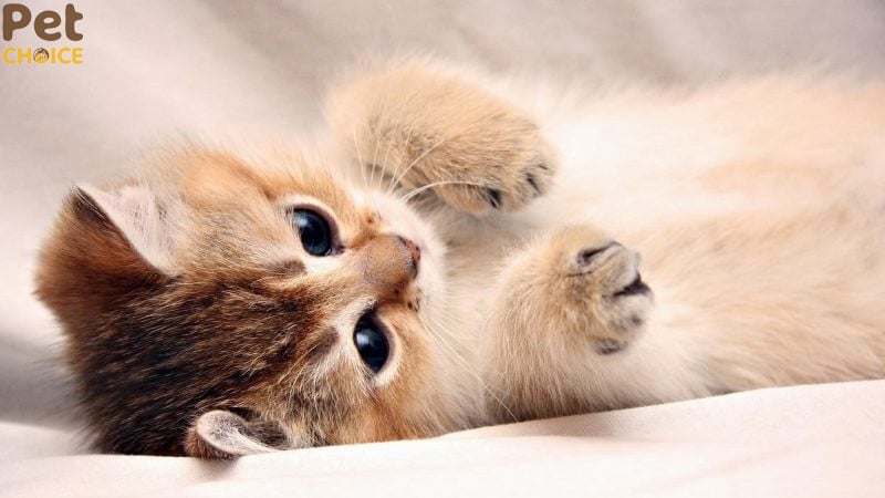 Hình ảnh chú mèo “ăn hại” nhưng cực duyên