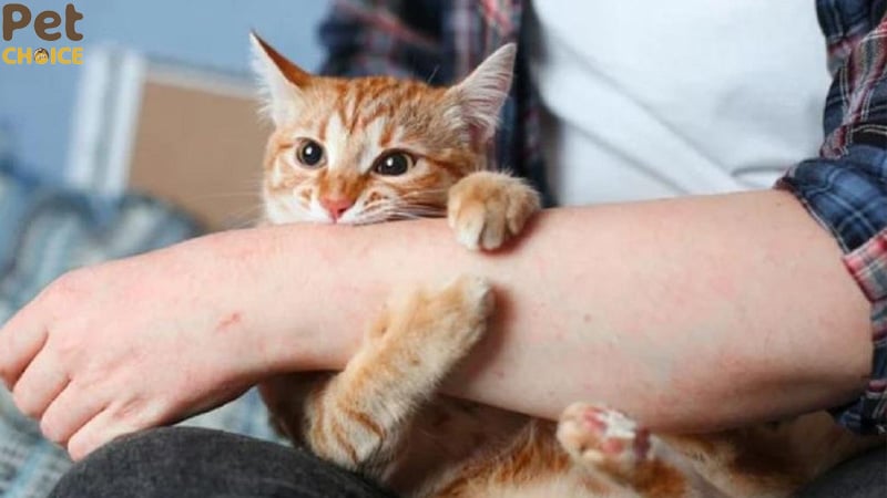 Hình ảnh chú mèo “ăn hại” nhưng cực duyên