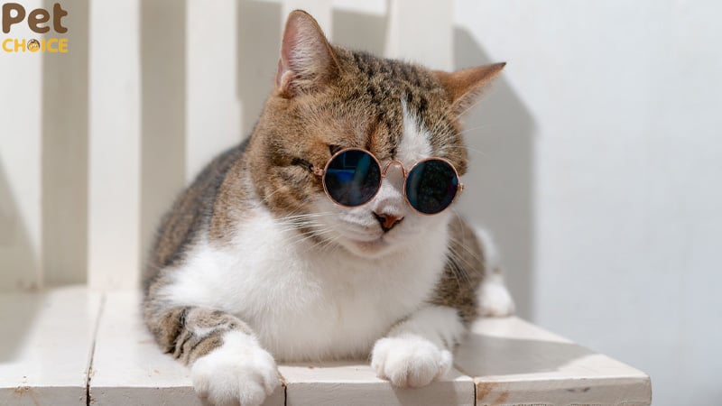 hình ảnh mèo bựa