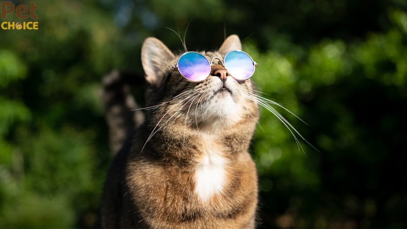 hình ảnh mèo bựa