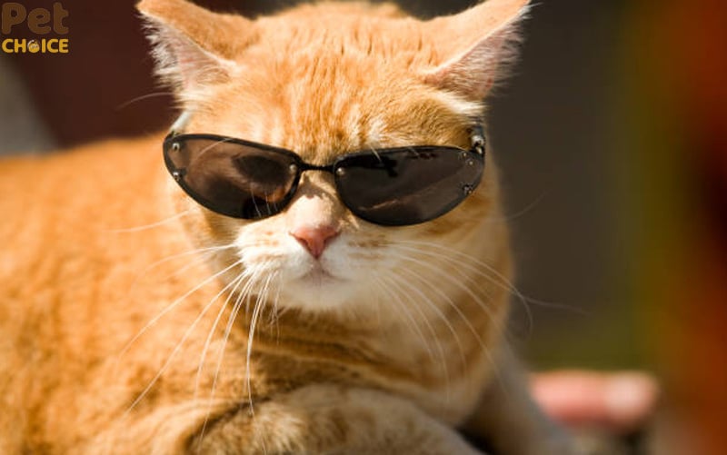 hình ảnh mèo bựa