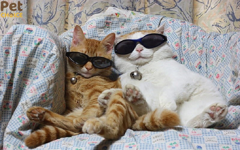 hình ảnh mèo bựa