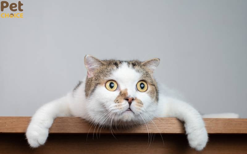 hình ảnh mèo bựa với biểu cảm hài hước