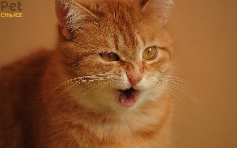 hình ảnh mèo bựa với biểu cảm hài hước