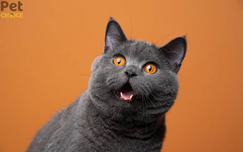 hình ảnh mèo bựa với biểu cảm hài hước