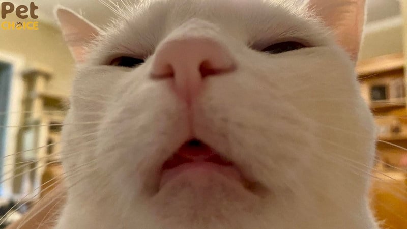 hình ảnh mèo bựa với biểu cảm hài hước