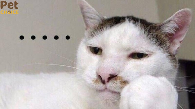 hình ảnh mèo bựa