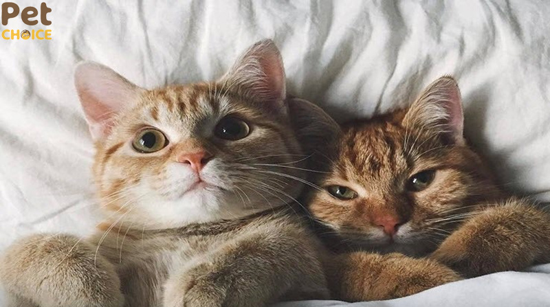 hình ảnh mèo cute dễ thương