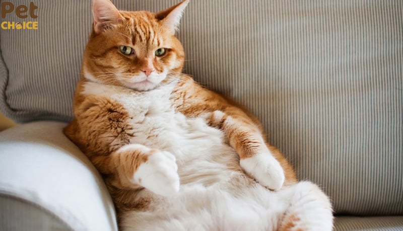 hình ảnh mèo cute dễ thương