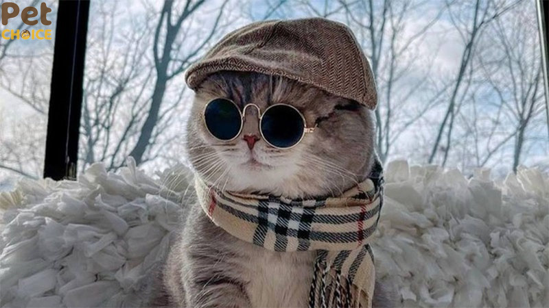 hình ảnh mèo cute dễ thương