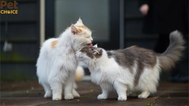 hình ảnh mèo cute dễ thương