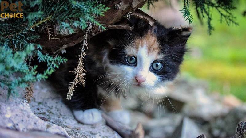 hình ảnh mèo cute dễ thương