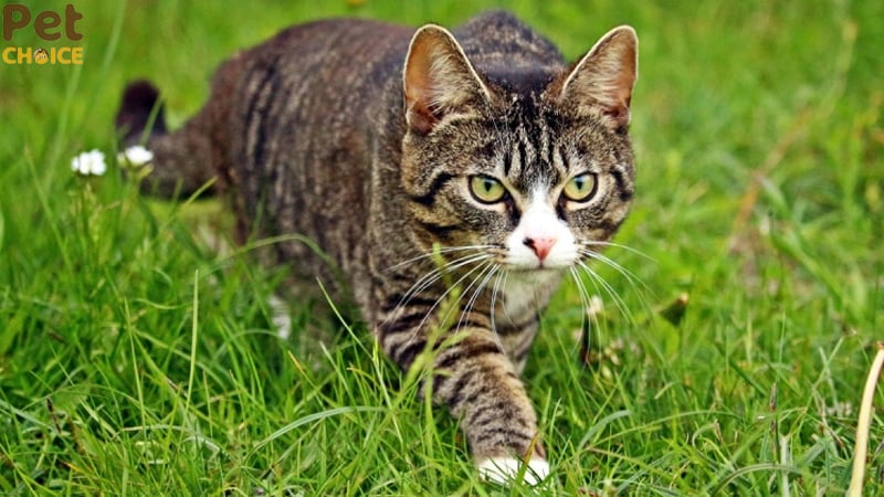 hình ảnh mèo cute dễ thương