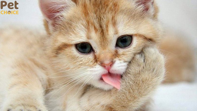 hình ảnh mèo cute dễ thương