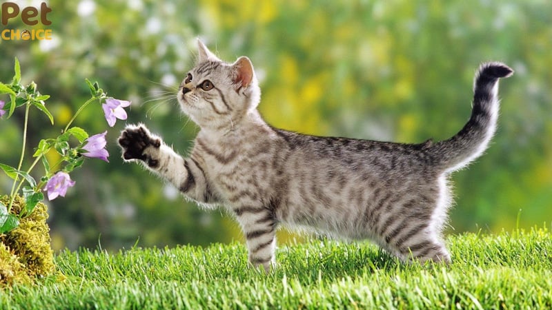 hình ảnh mèo cute dễ thương