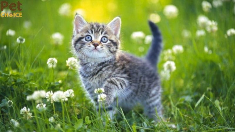 hình ảnh mèo cute dễ thương