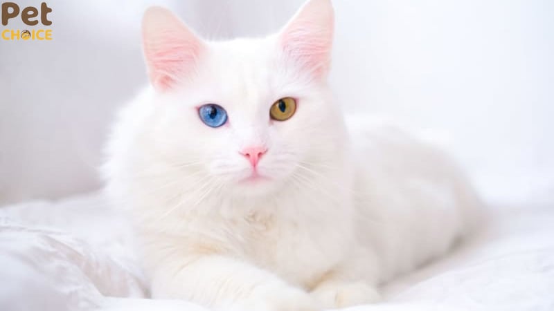 hình ảnh mèo cute dễ thương