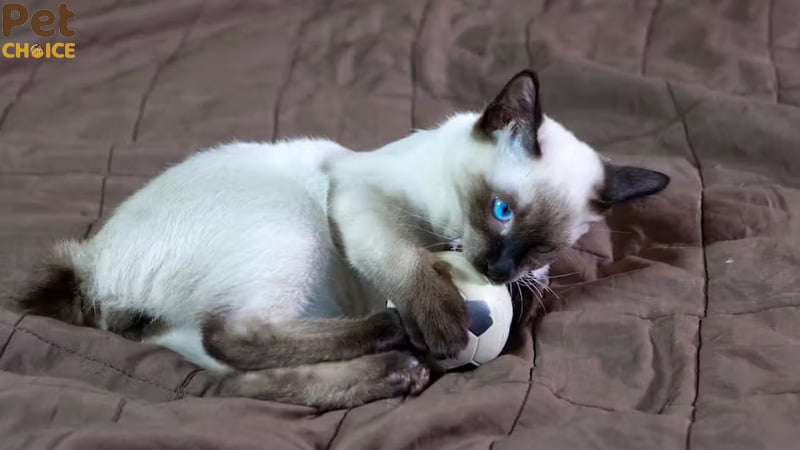 hình ảnh mèo cute dễ thương