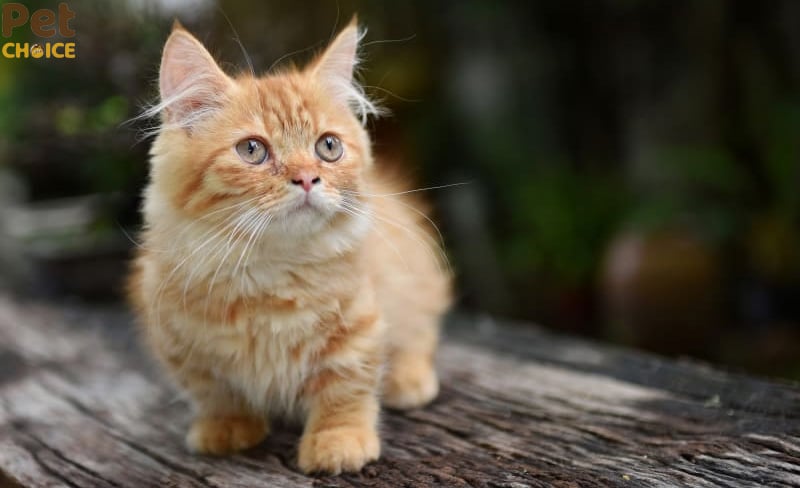 hình ảnh mèo cute dễ thương