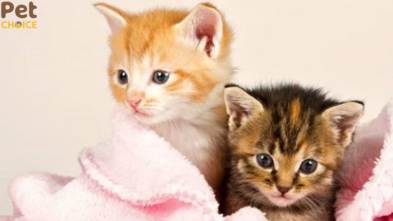 hình ảnh mèo cute dễ thương