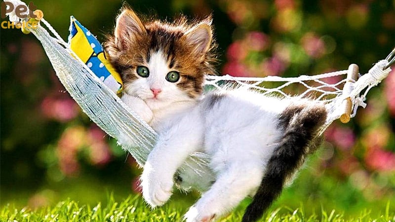 hình ảnh mèo cute dễ thương