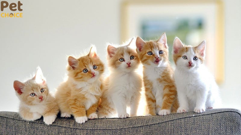 hình ảnh mèo cute dễ thương