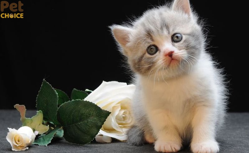 hình ảnh mèo cute dễ thương