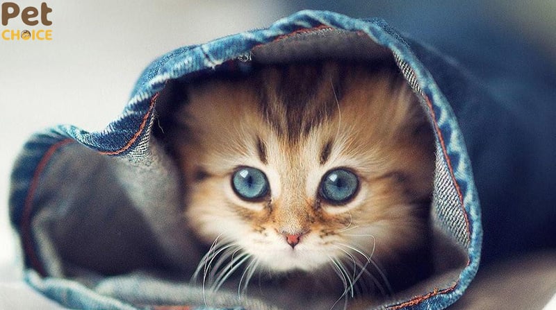 hình ảnh mèo cute dễ thương