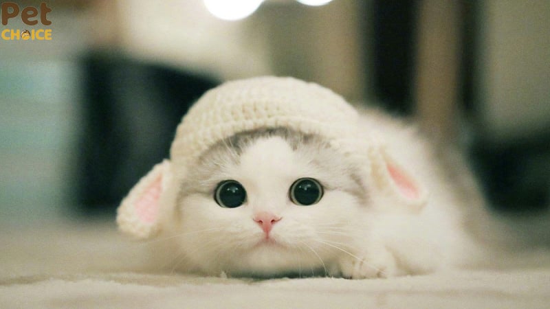 hình ảnh mèo cute dễ thương