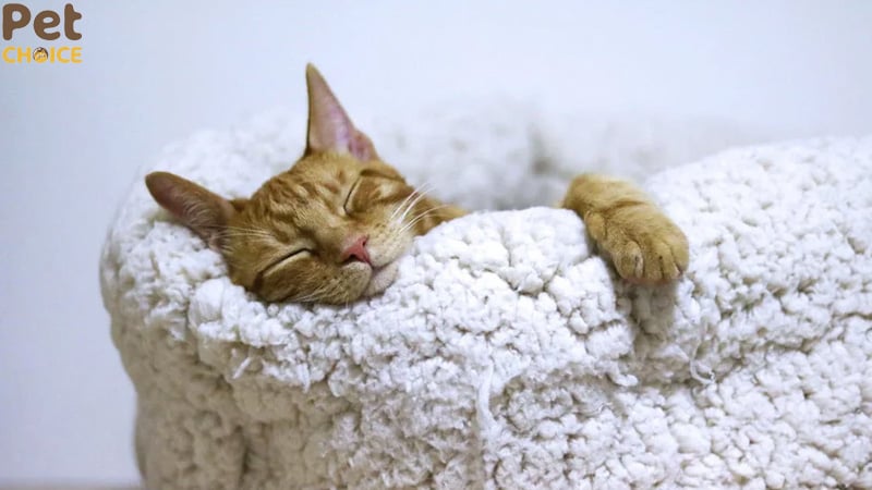 Thiết lập thói quen và quy trình trước khi ngủ