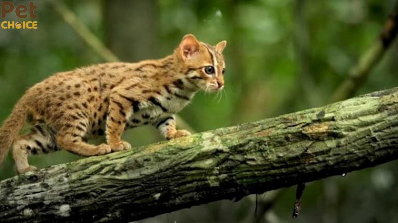 Mèo đốm gỉ (Rusty-Spotted Cat)