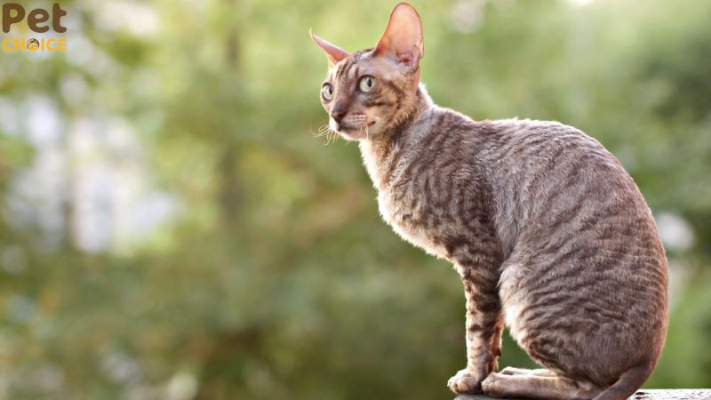 Mèo Cornish Rex