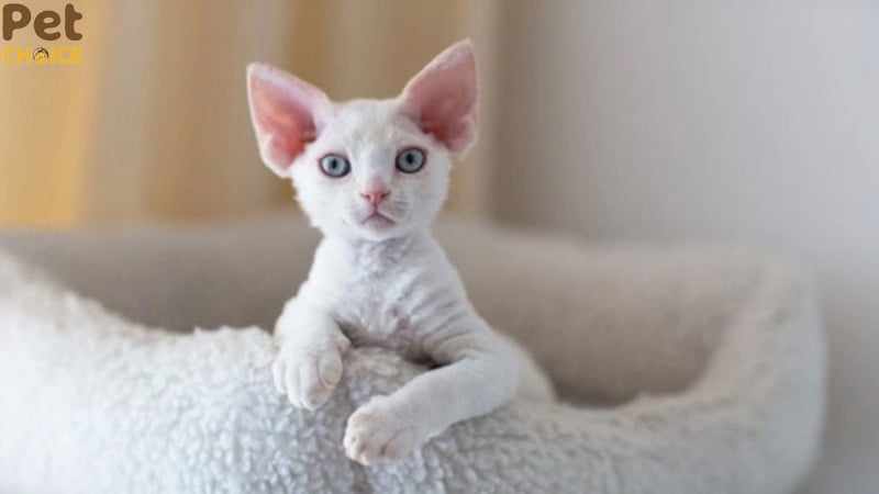 Mèo Devon Rex